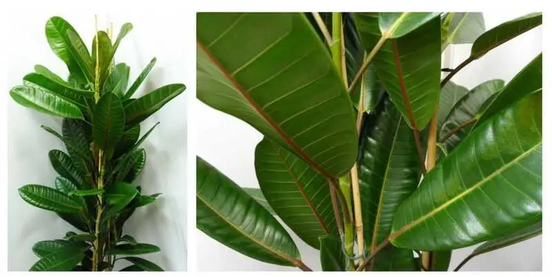 Фикус Американо Тризор (Д 24)