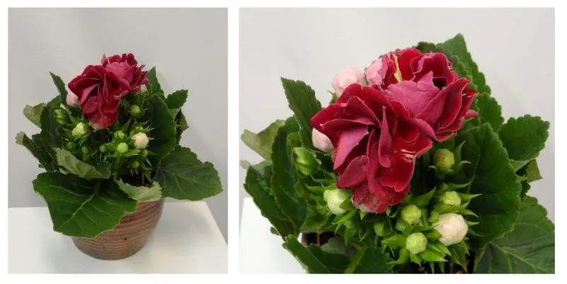 Синнингия Соната Рэд Д12 