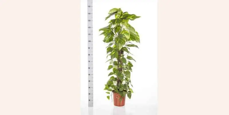 Эпипремиу Мосток