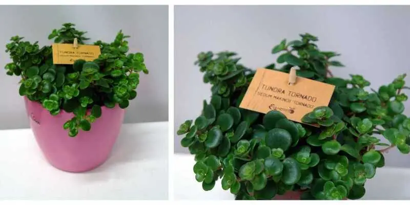 Седум Космос Д12