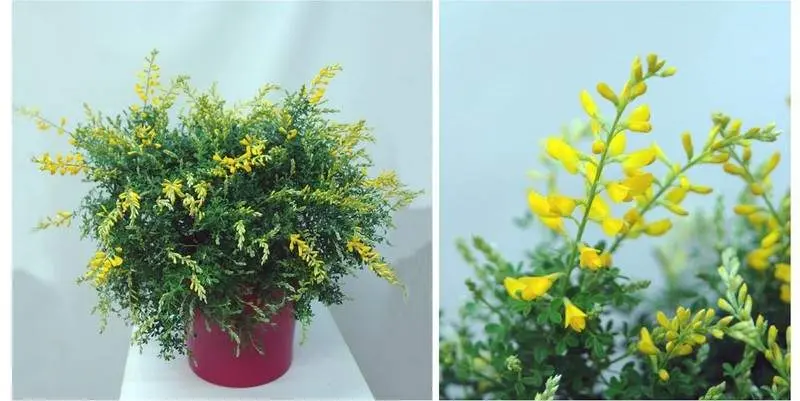 Ракитник Кистевидный Д17 Н40