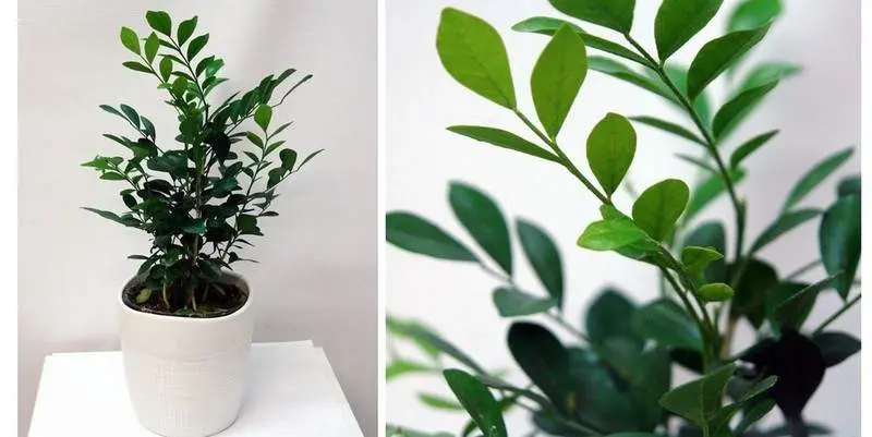 Мурайя Паникулата Д12 Н35