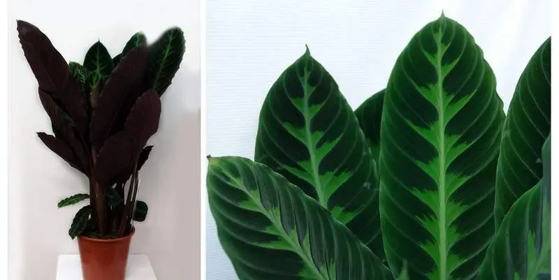 Калатея Варшевичи Д19 Н85