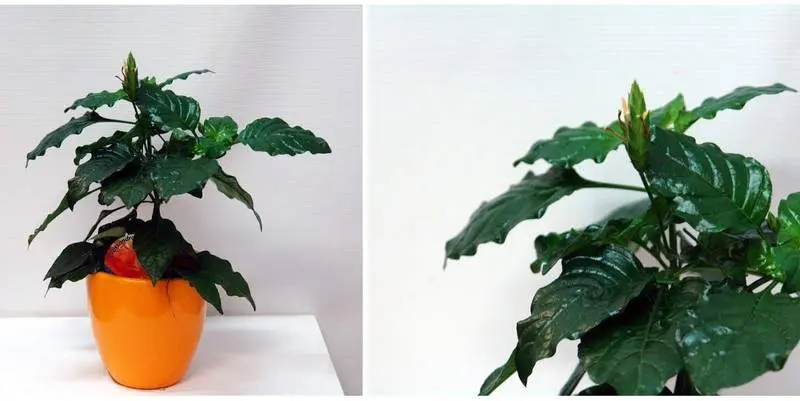 Кроссандра Фортуна (кашпо керамика) Д9 Н15 