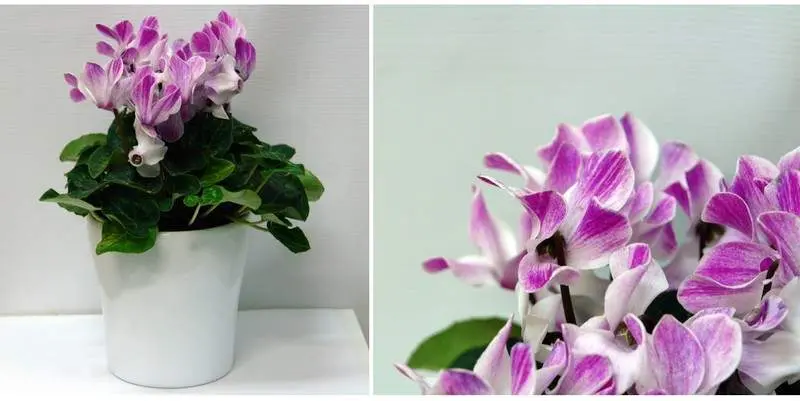 Цикламен Супер Серия (кашпо керамика) Д15