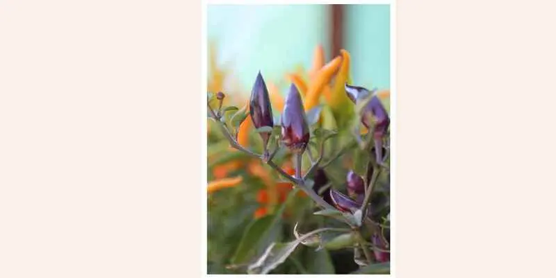 Растения открытого грунта - Капсикум Хап Хап Д10