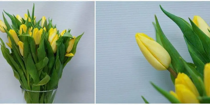 Тюльпан Санни Принц