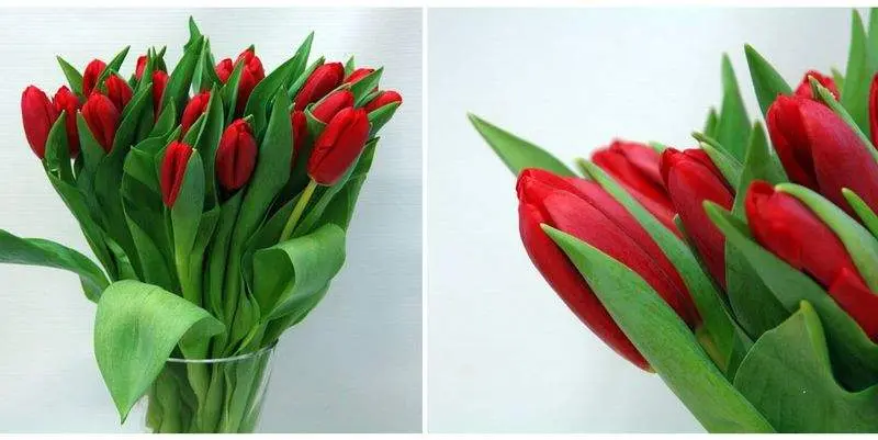 Тюльпан Фрисо