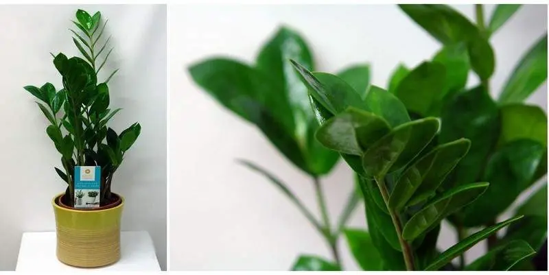 Замиокулкас Д15 Н55